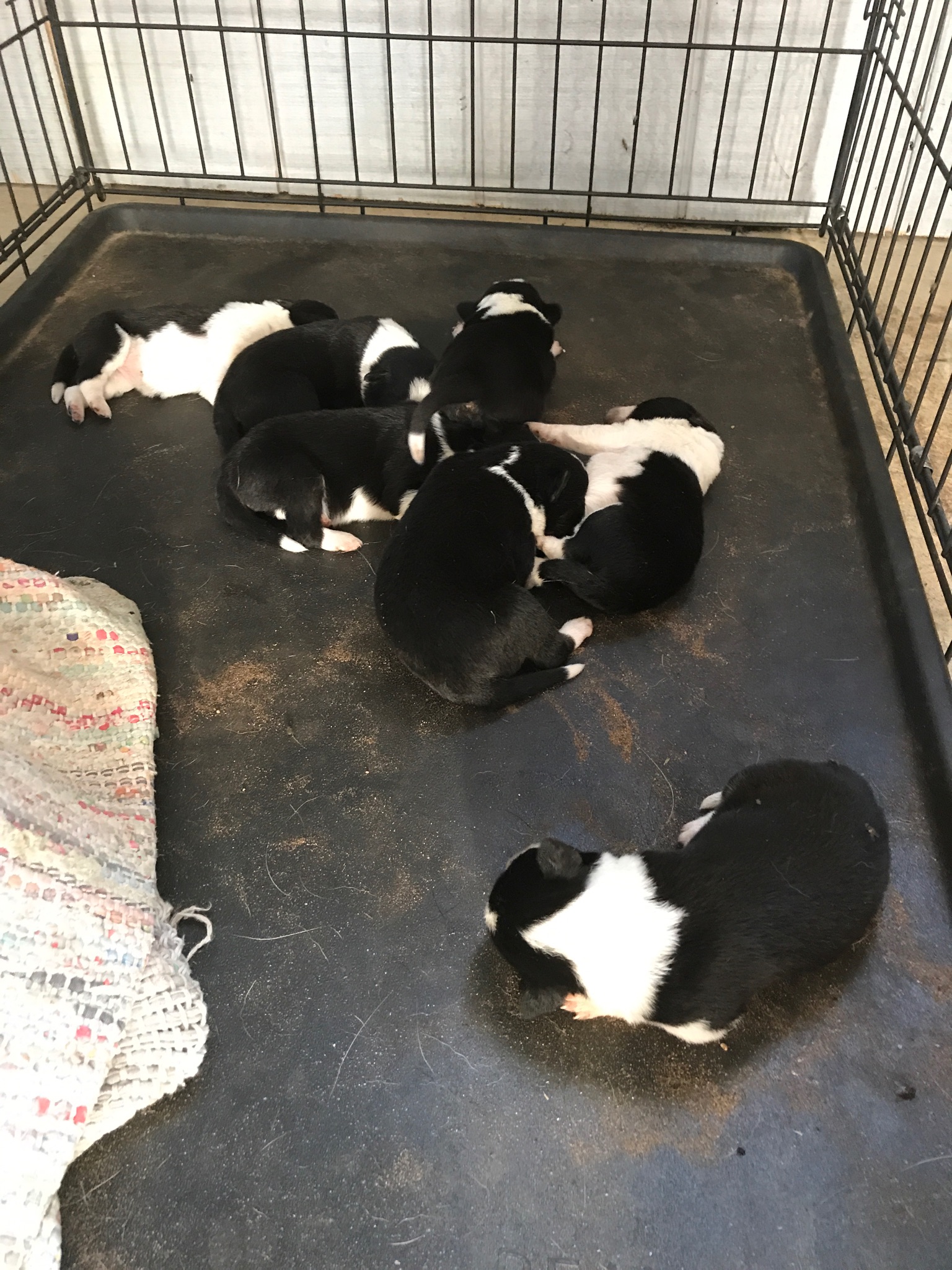 Puppies Group 1