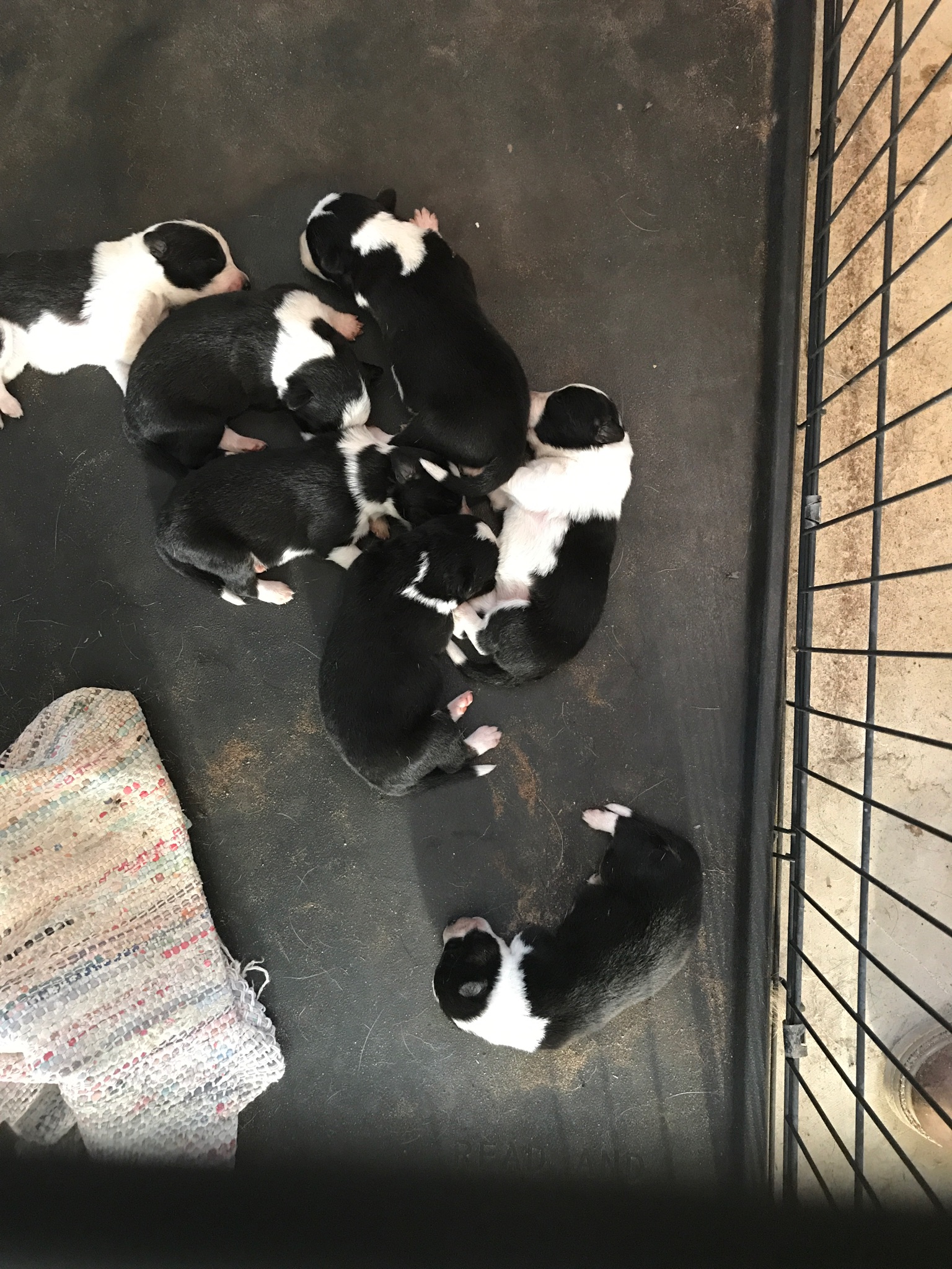 Puppies Group 2