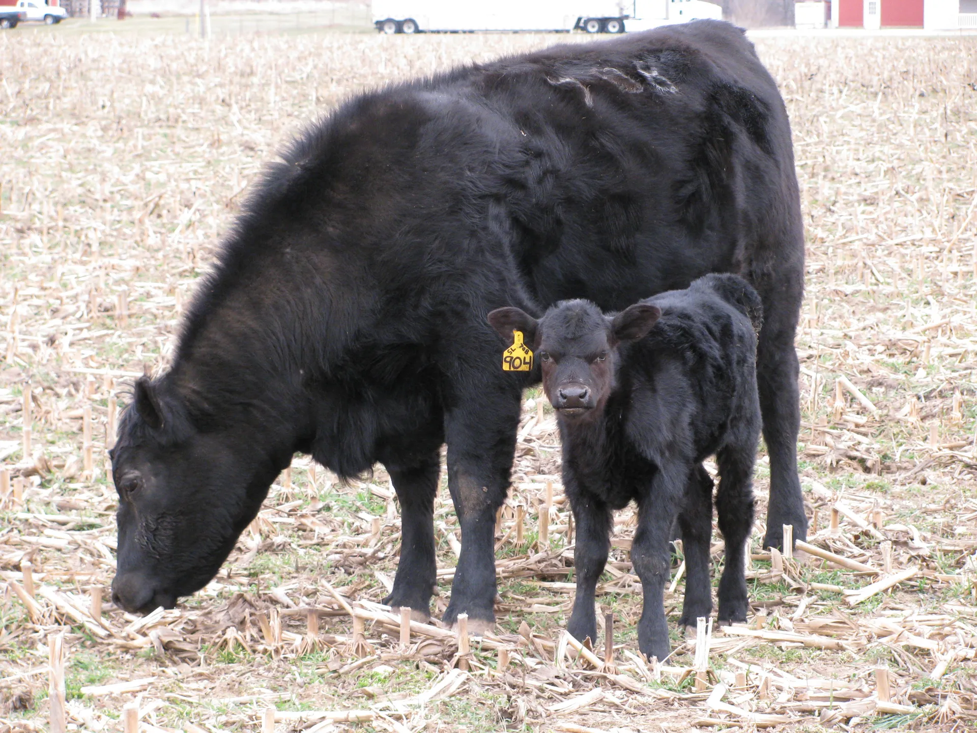Cow and Calf Pair