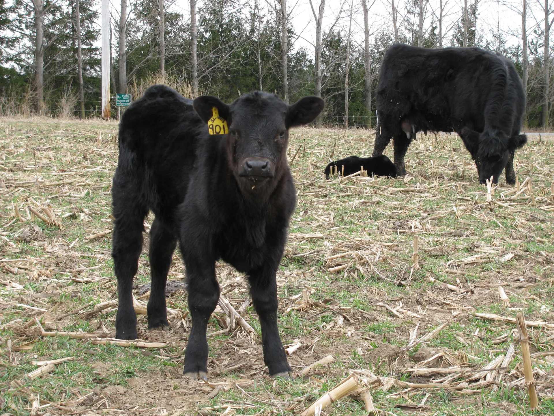 Spring Calf 2011