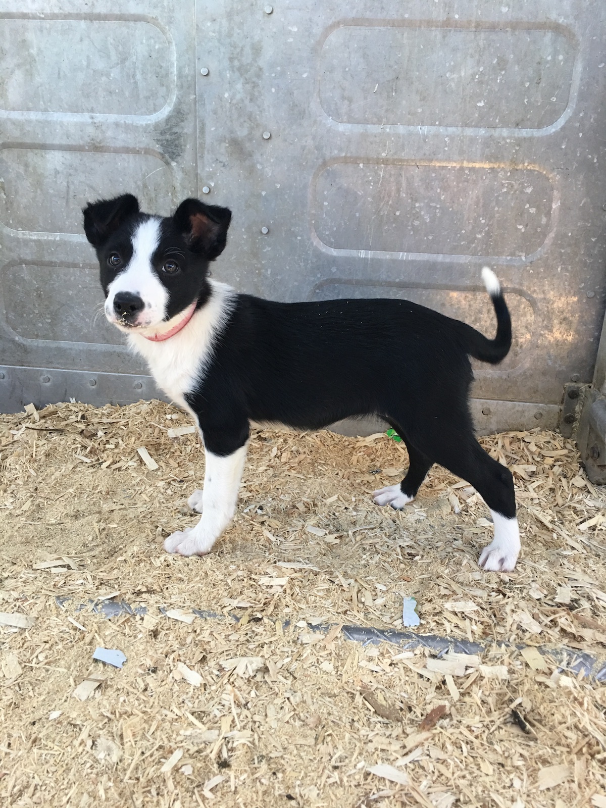 are border collies born with short hair