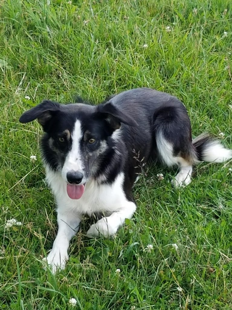 Border Collies - Bordner Angus Farms